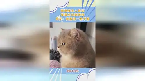 猫咪被主人教训,竟露出这副表情,网友典型的一脸不服 猫咪被主人教训,竟露出这副表情,网友典型的一脸不服