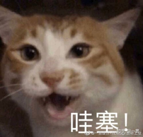  夏天到底要不要给猫咪剃毛
