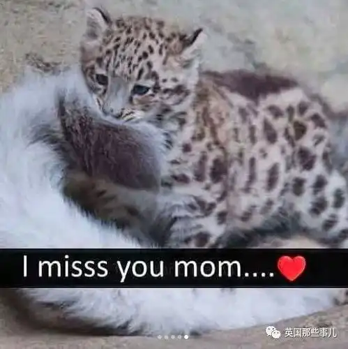 芝士雪豹表情包