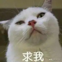 猫咪呕吐表情包养猫