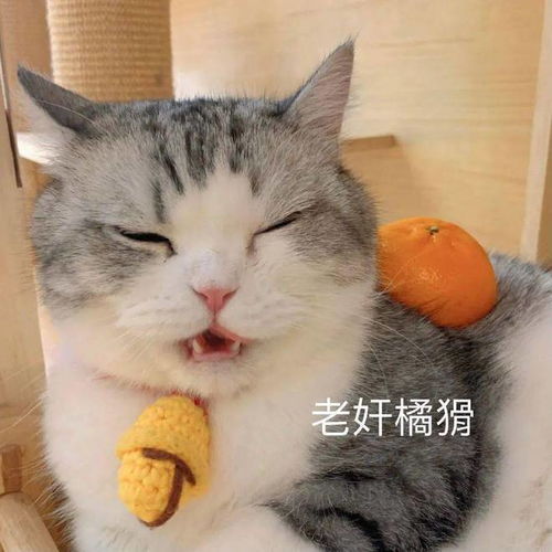  笑话十条跟二货老公去吃自助餐正吃得忘我包养闺蜜逃课网易订阅