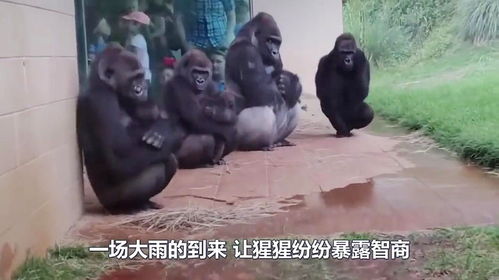  动物园忽然下雨,银背猩猩抱头鼠窜,这和人有啥区别