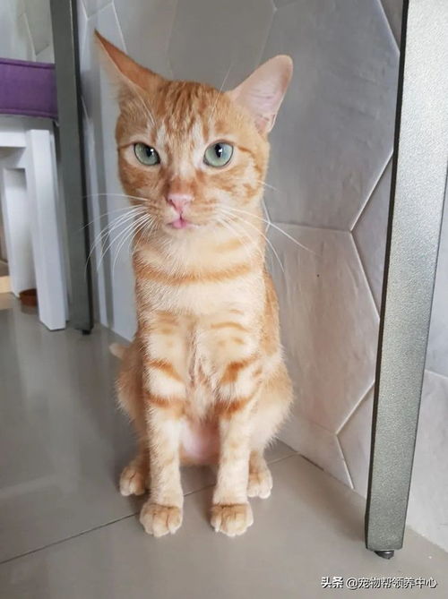  橘猫被主人骂了后,表情超戏精,主人委屈明明你先凶我的...