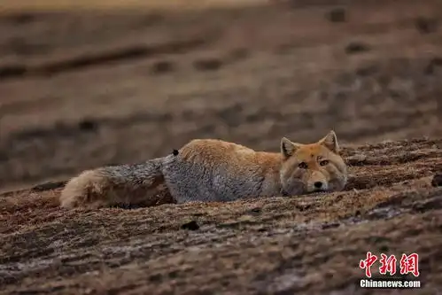 青海杂多三只藏狐晒太阳表情神似复制粘贴 青海杂多三只藏狐晒太阳表情神似复制粘贴