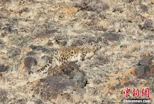 新疆和静县境内出现雪豹 新疆和静县境内出现雪豹