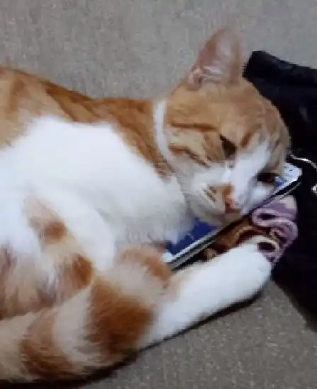 主人离世,小橘猫悲痛万分,居然做出了如此举动,全家人泪奔 主人离世,小橘猫悲痛万分,居然做出了如此举动,全家人泪奔