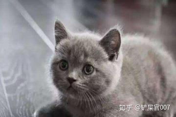  个人经验分享小猫到家七天拉肚子