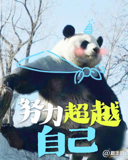  这些大熊猫是在演我开学吗