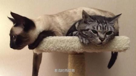  表情美国短毛猫americanshorthaircat猫咪品种小课堂表情