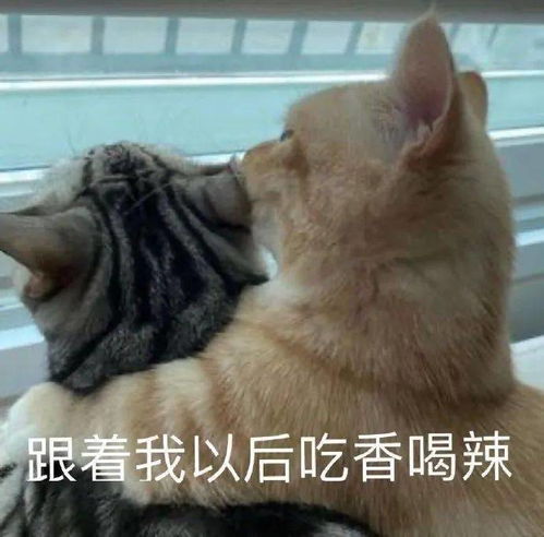  表情包生活是无边无际的