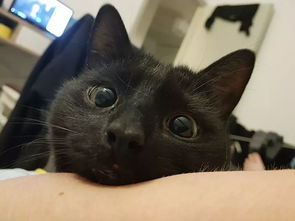  从来没有见过户外的猫第一次见到阳台,一脸震惊的表情让人笑坏了...