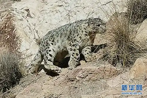 甘肃省张掖肃南裕固族自治县祁连山区雪山之王雪豹散步 甘肃省张掖肃南裕固族自治县祁连山区雪山之王雪豹散步