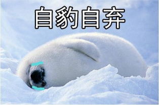  萨摩耶抱住路过小哥哥的大腿,铁了心要帮可爱主人脱单