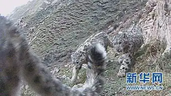 雪豹兔狲豺快来看看祁连山下的动物聚会 雪豹兔狲豺快来看看祁连山下的动物聚会