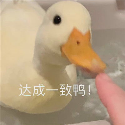  火爆全网的微信聊天表情一起做广播体操吗