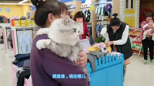  妈宝喵逛超市霸气全无,秒变表情包小八你也有今天啊