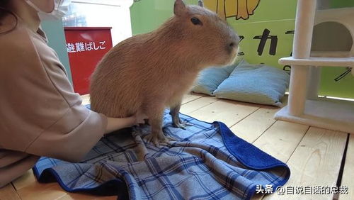 水豚情绪稳定,为什么它有治愈心灵的魔力 水豚情绪稳定,为什么它有治愈心灵的魔力