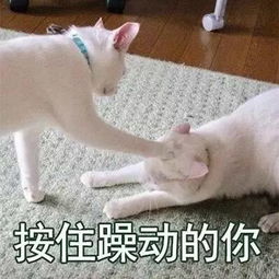  2018七夕撩妹攻略豪华加强版,来了