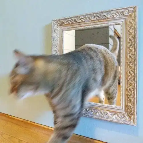 称霸猫界的橘猫对小铲屎官认怂请以大橘为重,不要摇了我要吐了 称霸猫界的橘猫对小铲屎官认怂请以大橘为重,不要摇了我要吐了