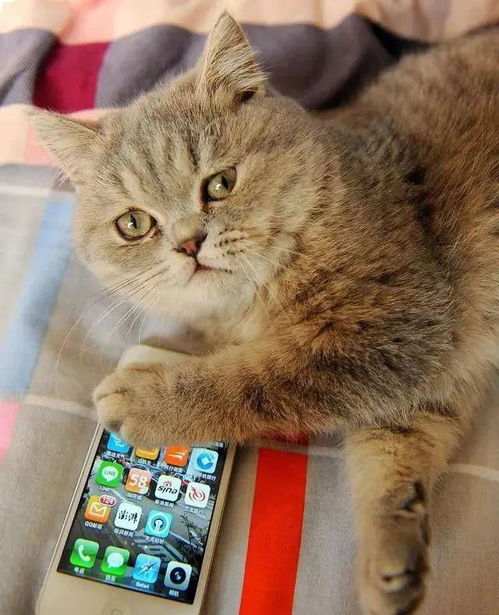  英国短毛猫好养吗,是最好养的猫咪之一吗