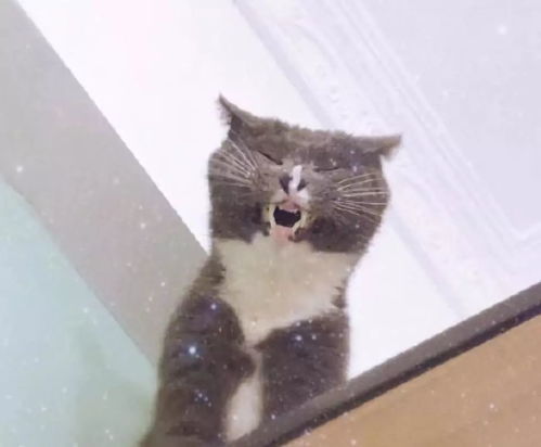  崩溃我家猫长得越来越像人了,这可咋办啊
