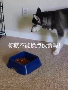  二哈看到自己的晚饭又是狗粮,表情亮了,大喊你还是让我吃屎去吧