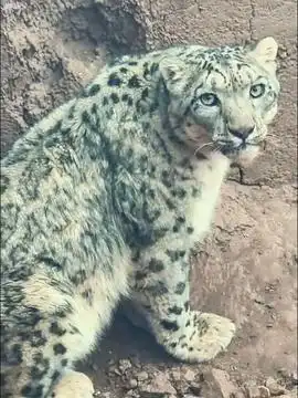 雪豹表情包怜悯