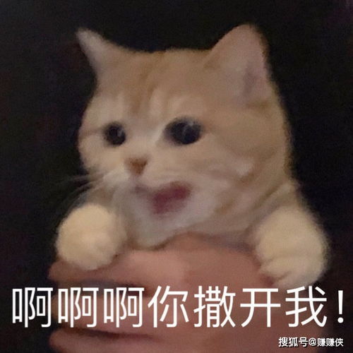  最新表情包图片你再说一次试试