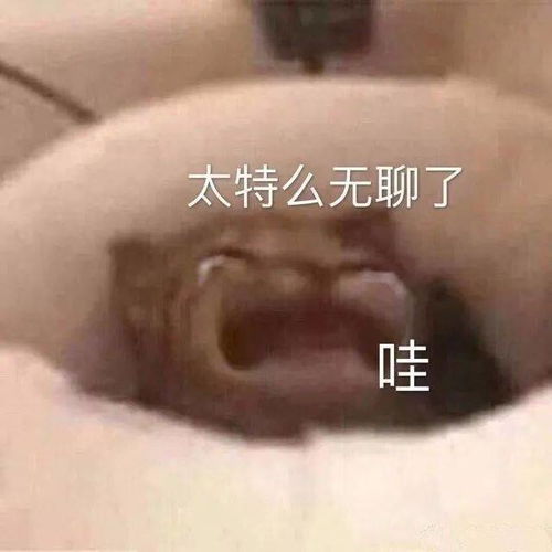 猛狗落泪动态表情包
