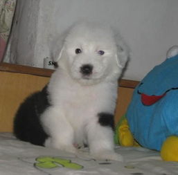  我想养一只看家狗,什么品种为好