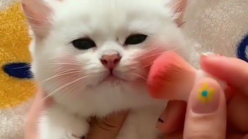  男孩子也能很精致的,就是有点羞涩,看小猫咪也不例外