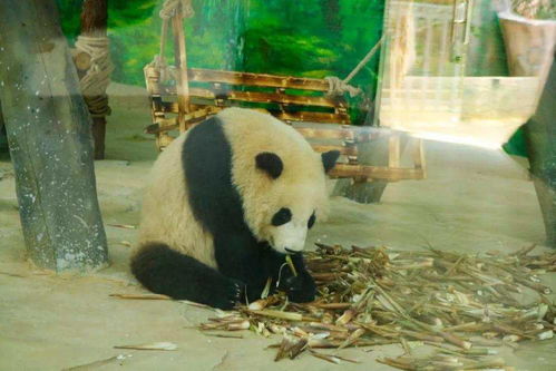  因为太能吃,大熊猫被马来西亚退货当事大熊猫公开退货真相