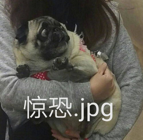 爸爸爱你表情包沙雕