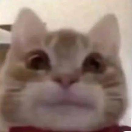  猫猫狗狗表情包