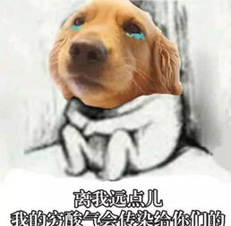  双十一过去了,大家都来看看金毛这些表情包是不是你们本人
