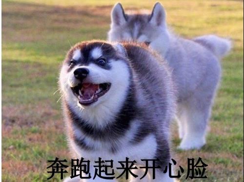  和哈士奇一起生活是一种什么样的体验被一个360度表情包包围吧