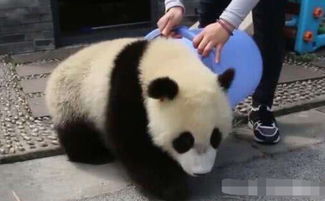  熊猫想从后面吓唬奶妈,结果被奶妈当兔子拎走,委屈小表情亮了