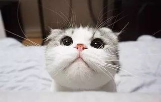  为什么圆脸比瓜子脸好看看完你就懂了