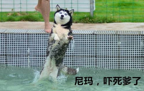  扎心听说这就是养了宠物后的你