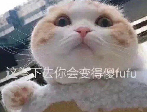 沙雕表情包配搞笑视频猫