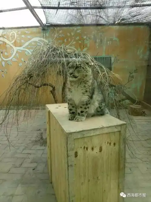 全国唯一青海这个萌宝出名啦 全国唯一青海这个萌宝出名啦