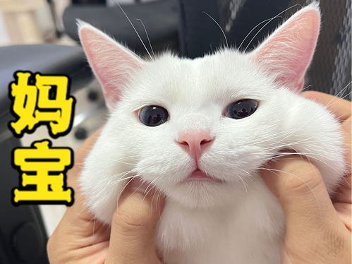  羞羞脸小猫咪这么大了还要妈妈哄睡觉