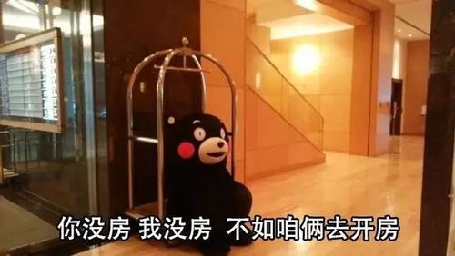  熊本熊表情包你单身,我单身,不如咱俩去结婚
