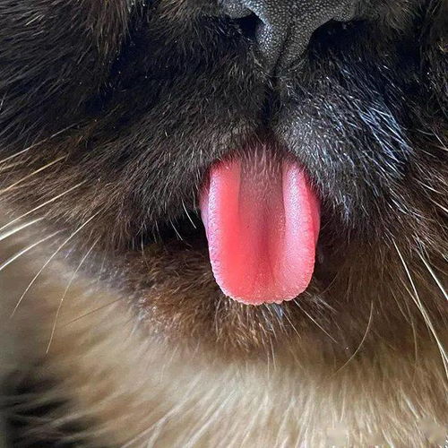  超抢戏猫咪靠吐舌走红网络,狂吸15万粉丝粉丝笑翻它才是略略略之王