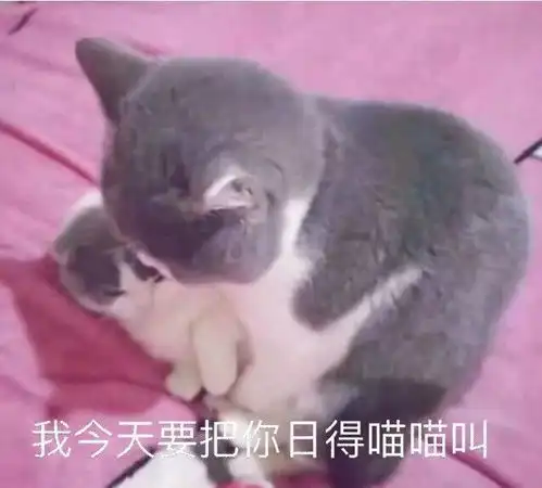 斗图小表情6.16 斗图小表情6.16