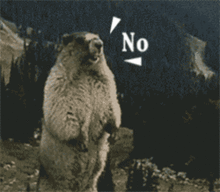 咆哮表情包gif图片毁我