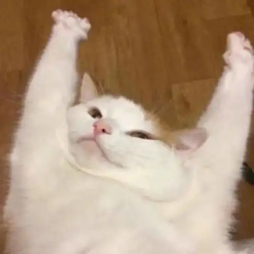 她们都很迷人 她们都很迷人