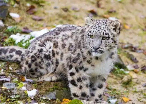 浅谈中华猫科动物分布现状,大猫尤爱西南一带 浅谈中华猫科动物分布现状,大猫尤爱西南一带