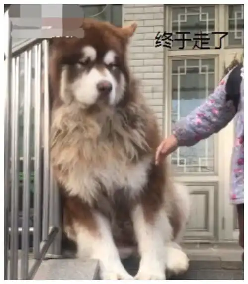 阿拉斯加整天被小主人折磨,看到小主人去上课,脸上露出笑容 阿拉斯加整天被小主人折磨,看到小主人去上课,脸上露出笑容