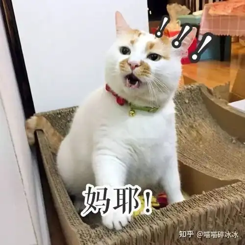 2021新手养猫入门指南猫粮怎么选新手选购猫粮和换粮的注意事项 2021新手养猫入门指南猫粮怎么选新手选购猫粮和换粮的注意事项